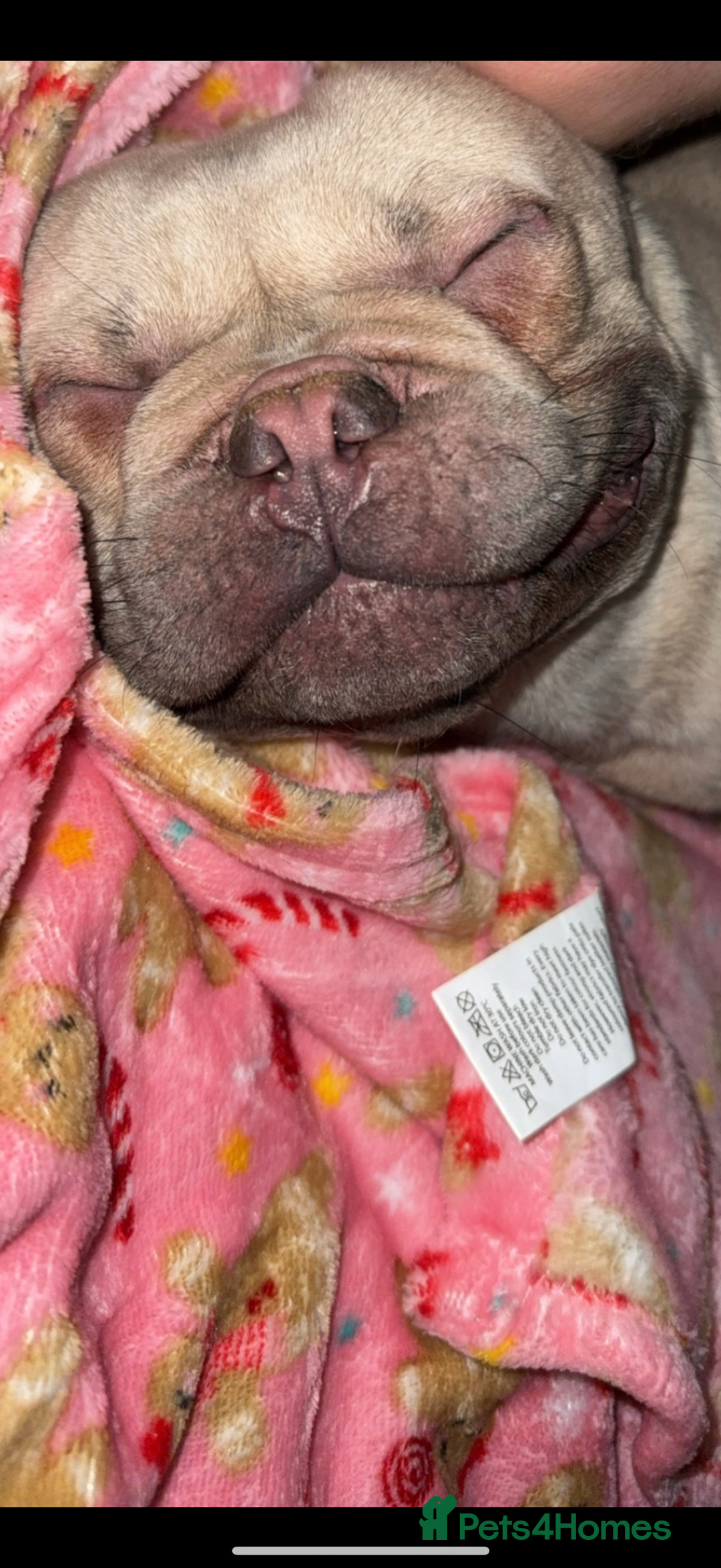 French Bulldog dogs for sale: Male frenchie 3 years old!  - Image 2