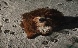Aussiedoodle dogs for sale: Adorable Aussiedoodle Puppy Lottie for Adoption - Image 5