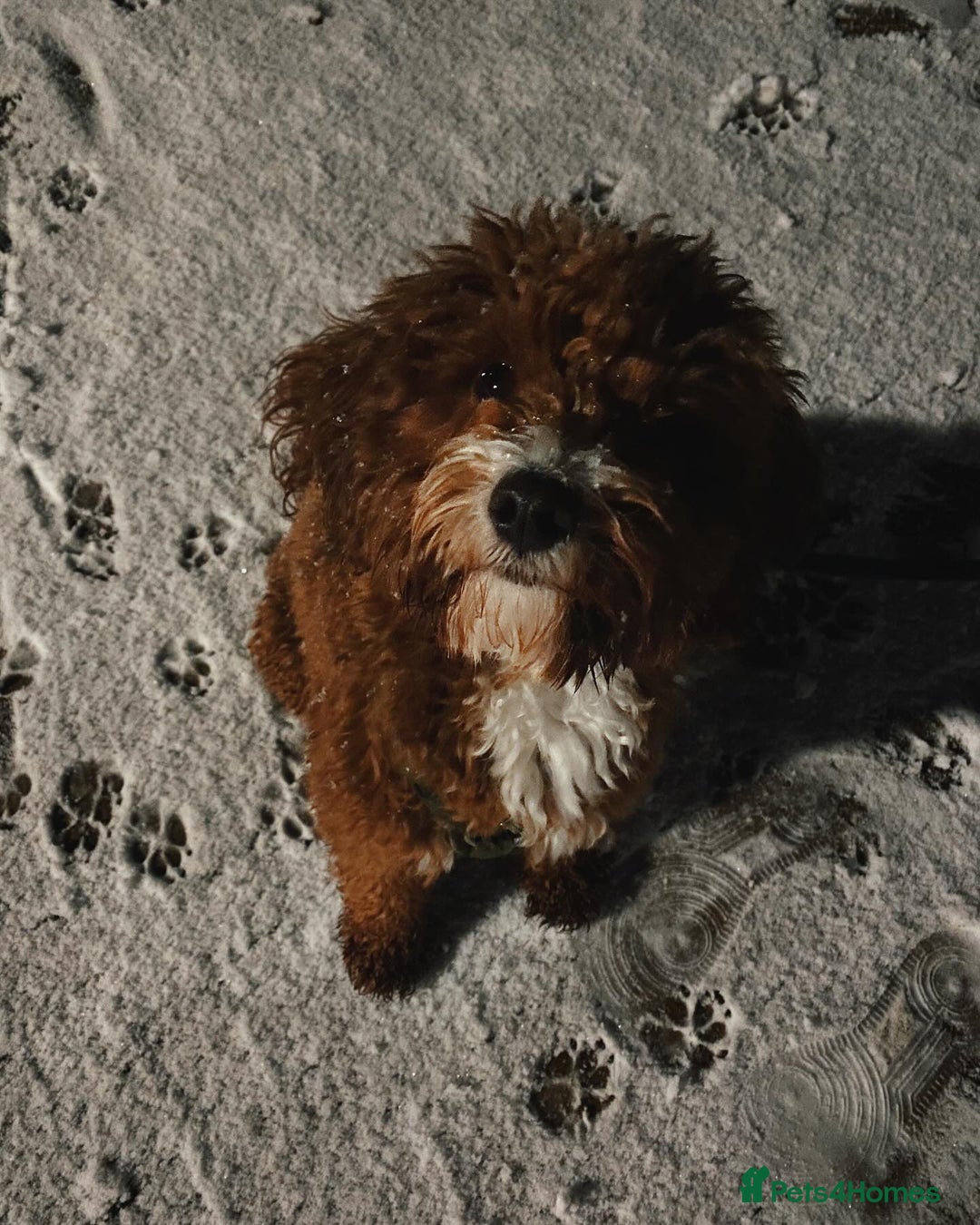 Aussiedoodle dogs for sale: Adorable Aussiedoodle Puppy Lottie for Adoption - Image 5