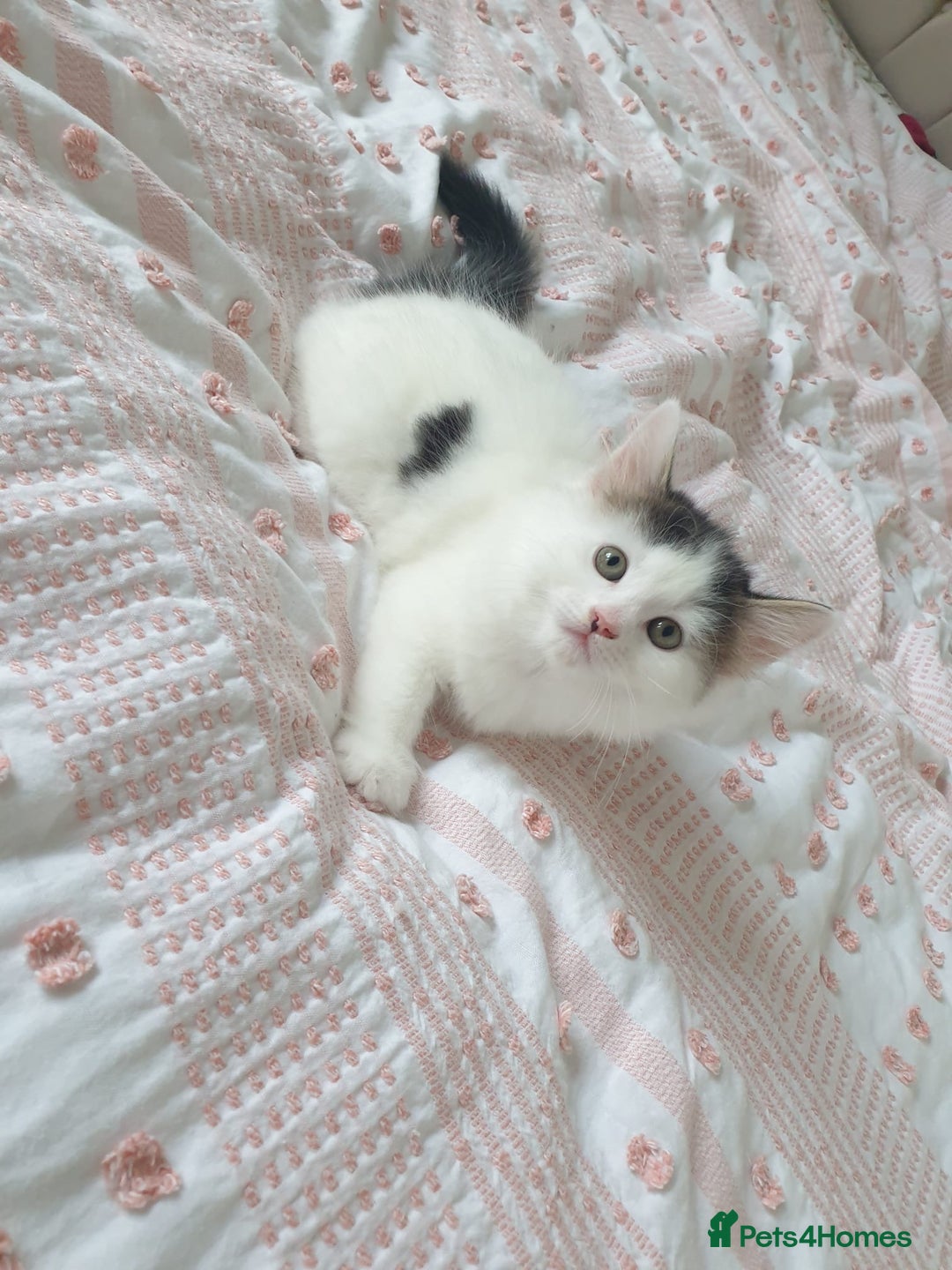 Mixed Breed cats for sale: Cute little boy  - Advert 3