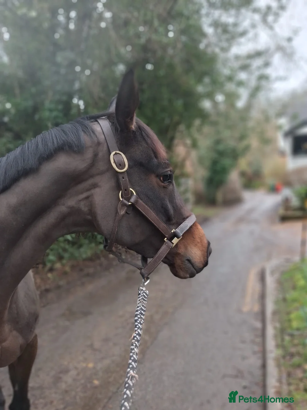 English Thoroughbred horses for sale: Super quiet teenager dream horse - Advert 2