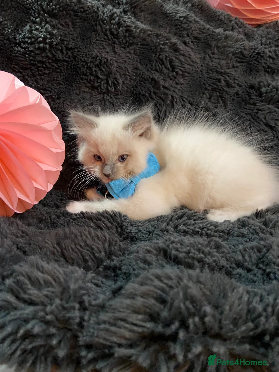 Ragdoll cats for sale: ❤️Beautiful Baby Ragdolls ❤️ - Advert 3
