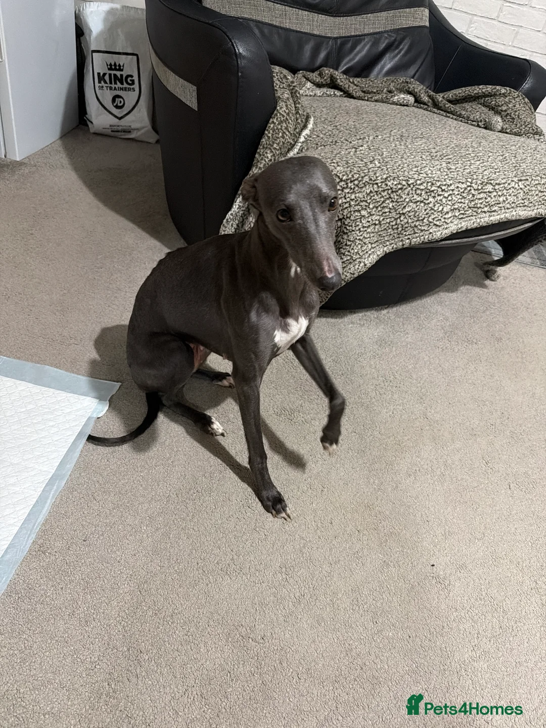 Whippet dogs for sale: Blue whippet pups  in Rhyl - Advert 1