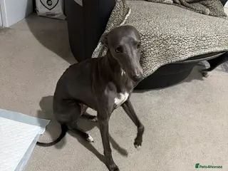 Whippet dogs Blue whippet pups in Rhyl - Advert 1