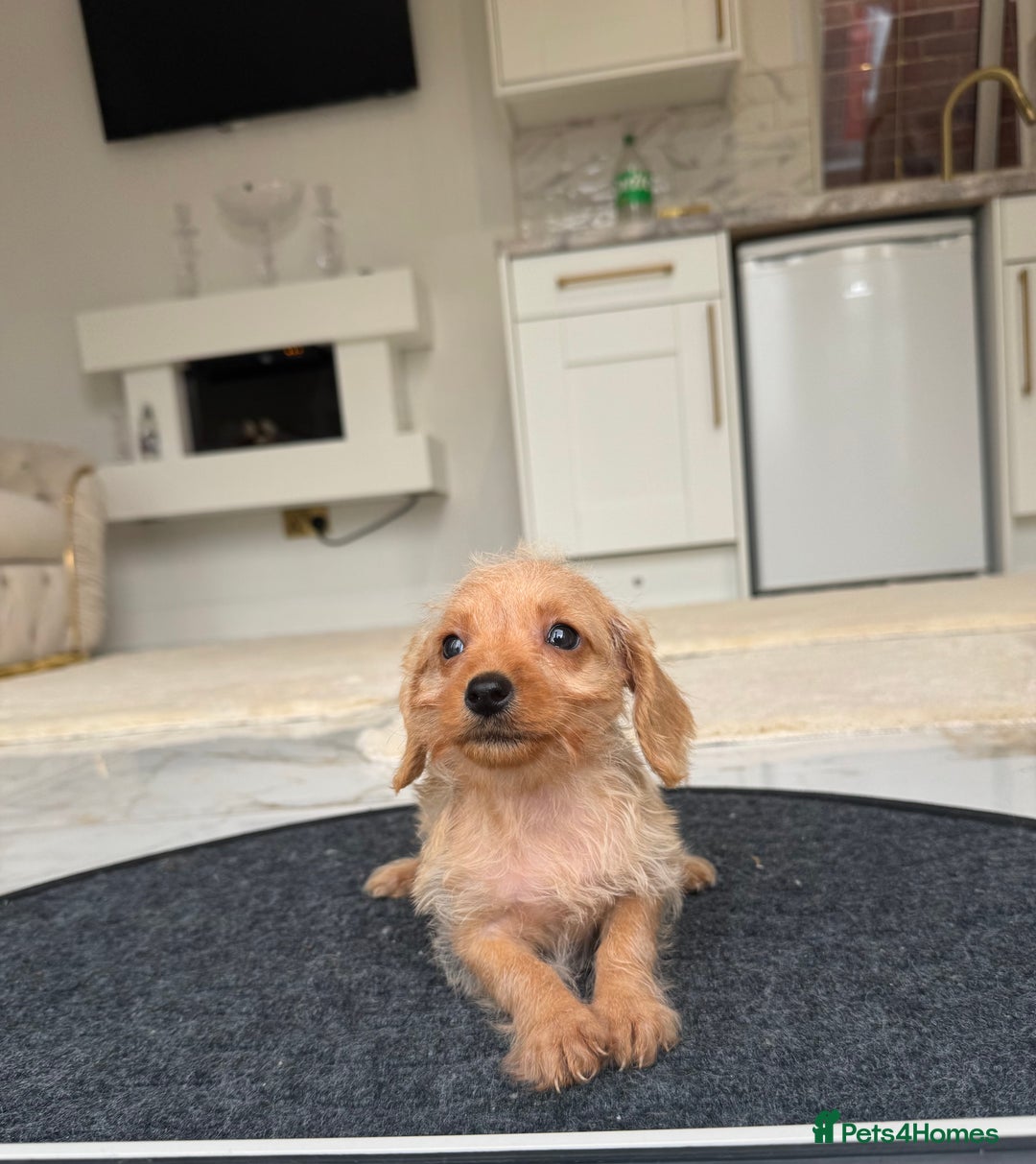 Mixed Breed dogs for sale: Stunning daxiepoos - Advert 10