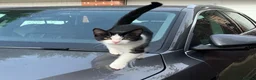 Mixed Breed cats for sale: Two Adorable Sister Kittens for Sale in Huddersfield - Advert 6