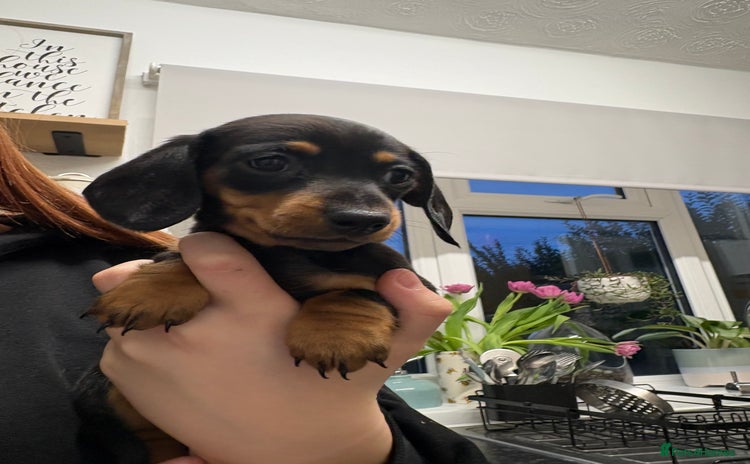 Dachshund dogs  Miniature dachshund puppies  - Advert 10