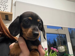 Dachshund dogs Miniature dachshund puppies - Advert 8