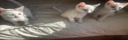 Mixed Breed cats for sale: Gorgeous white kittens in Benfleet - Advert 5