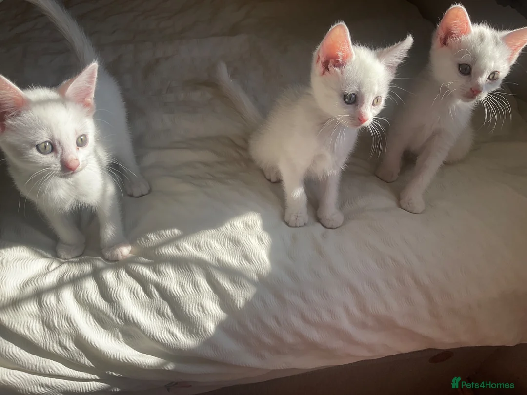 Mixed Breed cats for sale: Gorgeous white kittens in Benfleet - Advert 5