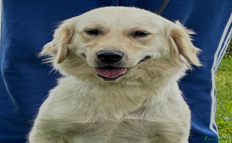 Golden Retriever dogs - Advert 3