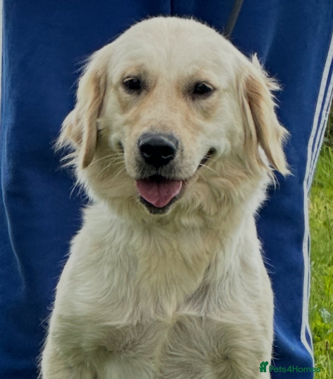 Golden Retriever dogs for sale: (Rain) Beautiful adult golden retriever for sale  - Image 1
