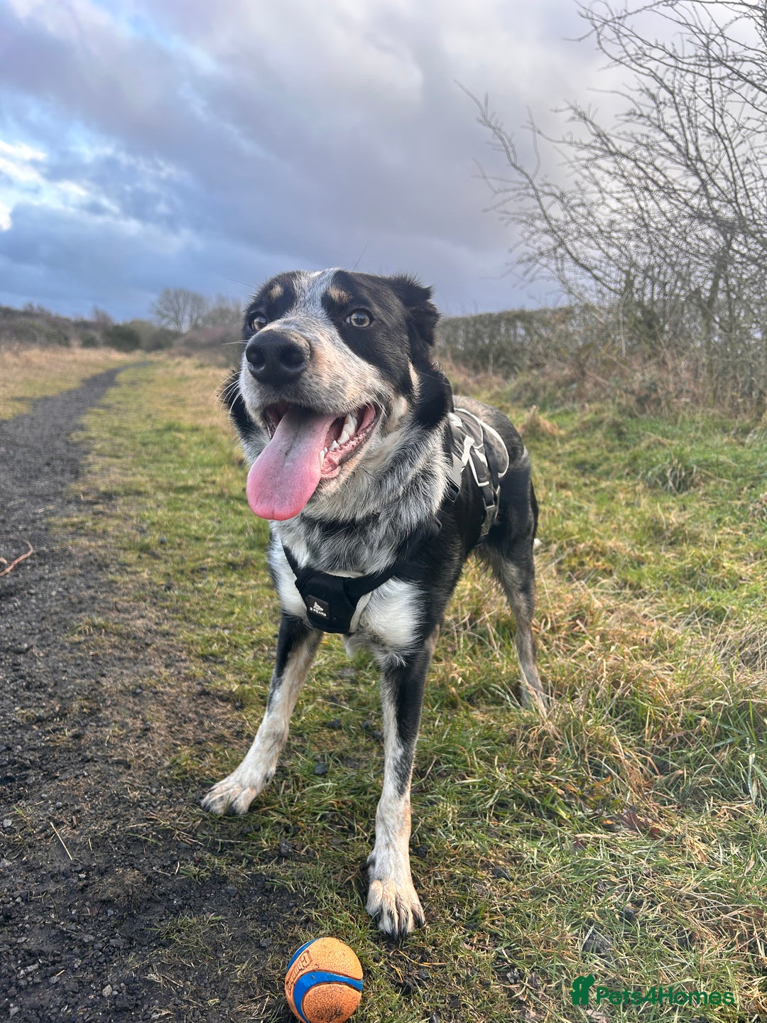 Border Collie dogs for sale: 11 month old Border collie  - Advert 5