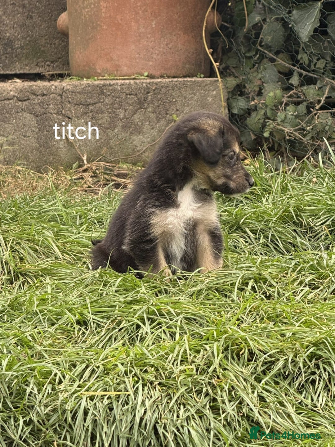 Mixed Breed dogs for sale: Golden Retrievers X Red & White Boarder Collie - Image 13