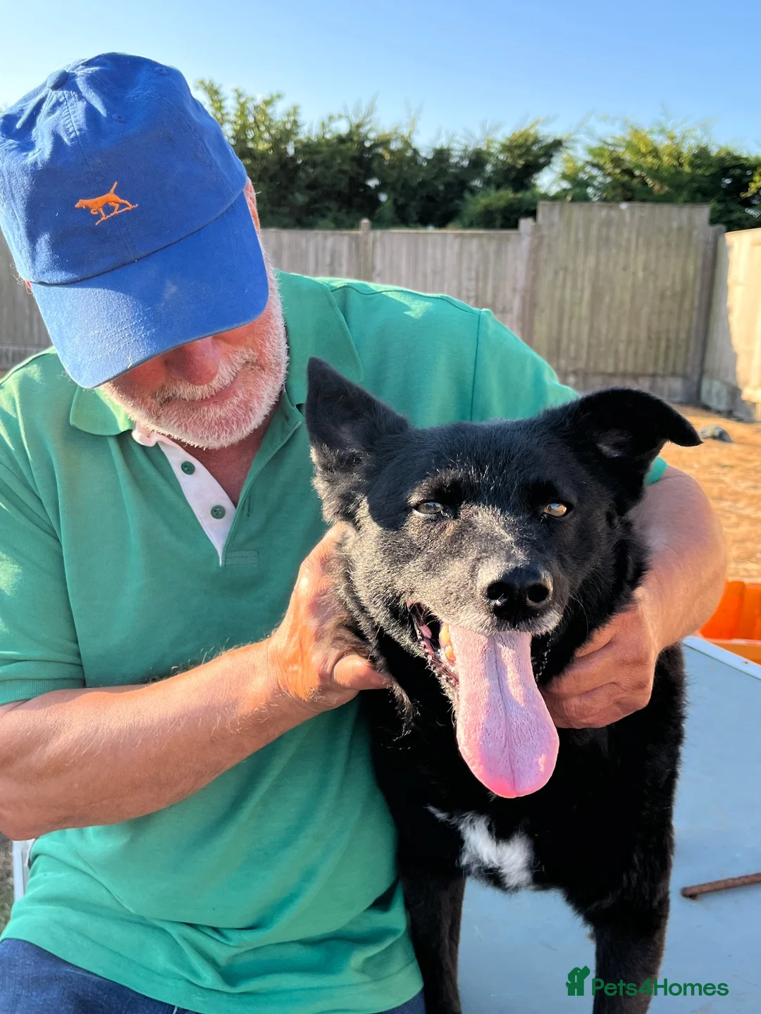 Mixed Breed dogs for adoption: Jasmine - loving playmate wanted  in Worcester - Advert 6
