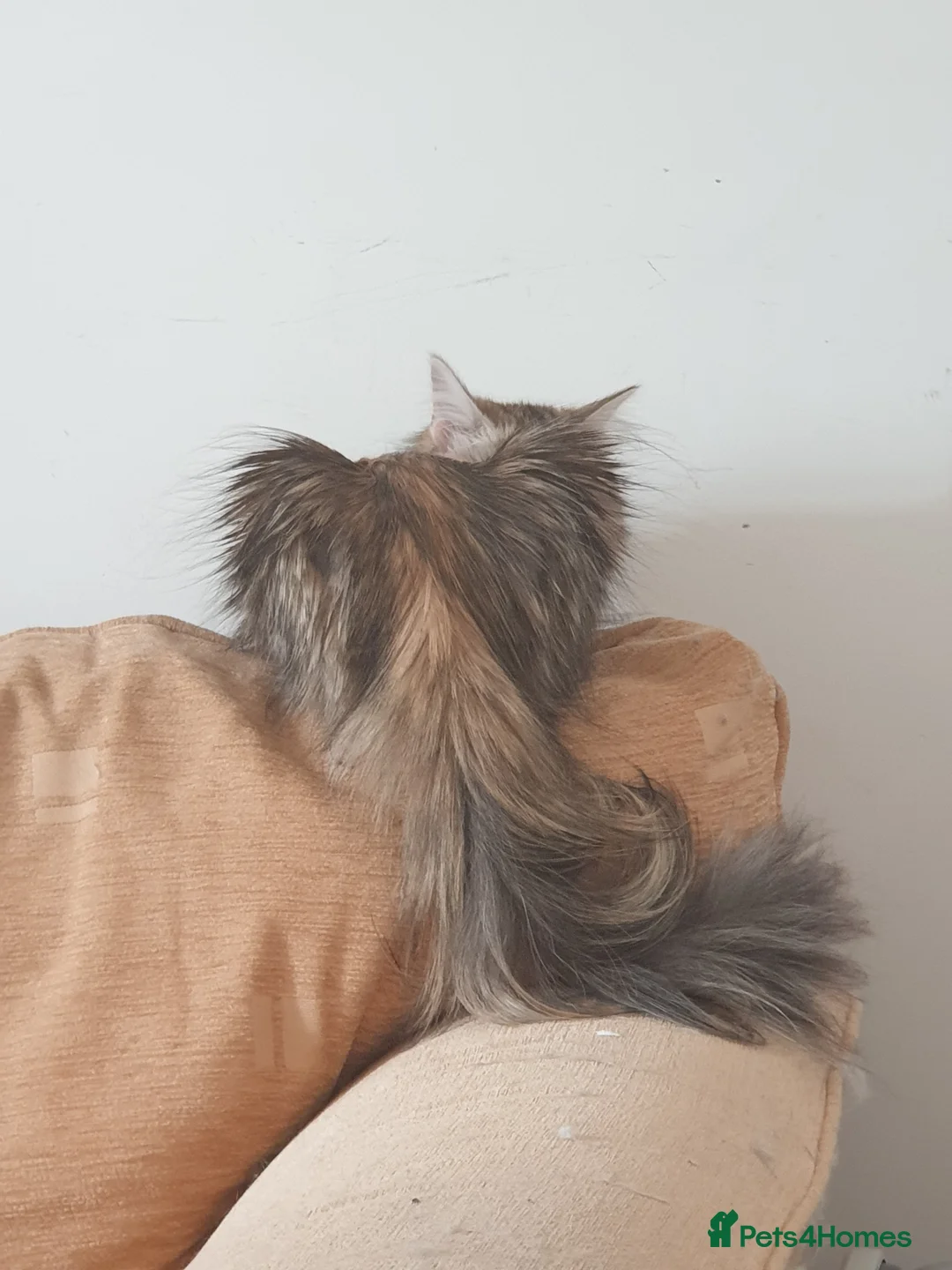 Siberian cats for stud: Purebred Siberian Cat Stud VIP service in Wembley - Advert 15