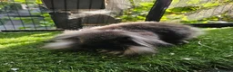 Mini Lop rabbits for sale: Seal point & sable lion lop baby rabbits 9 weeks - Advert 6