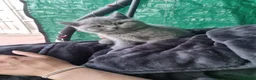 British Shorthair cats for sale: British shorthair kittens - Advert 5