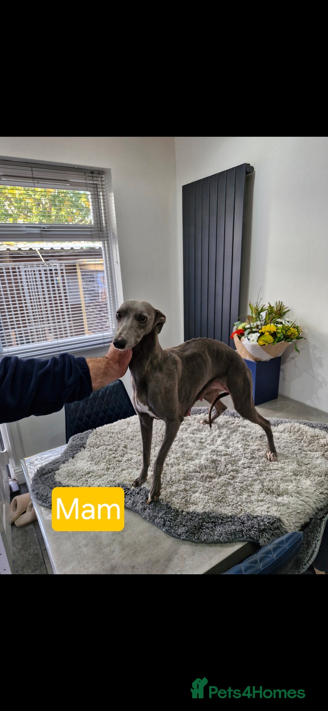 Whippet dogs for sale: KC Reg Whippet Puppies for sale  - Advert 22