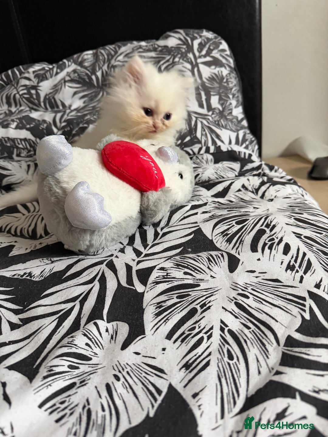 Persian cats for sale: Persian kittens, 2 boys - Advert 4
