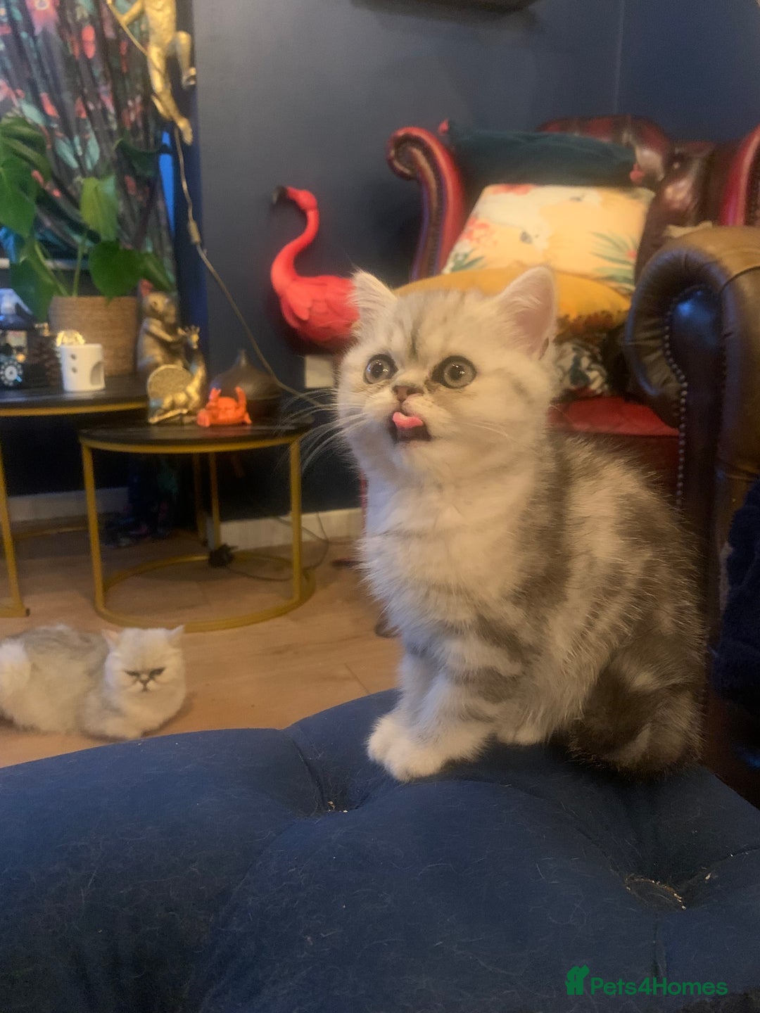 Exotic cats for sale: Exotic short hair kittens  in Church Stretton - Image 21