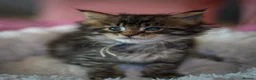 Maine Coon cats for sale: Gorgeous full breed Mainecoon kittens ready July  - Advert 17