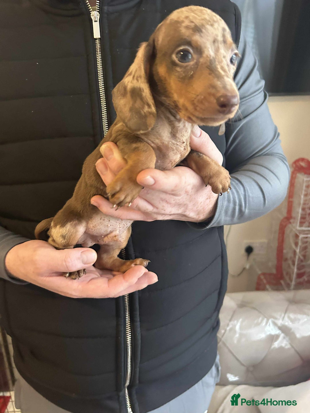 Miniature Dachshund dogs for sale: Miniature dachshund  - Advert 5