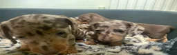 Miniature Dachshund dogs for sale: Funny happy miniature dachshund puppies - Advert 17