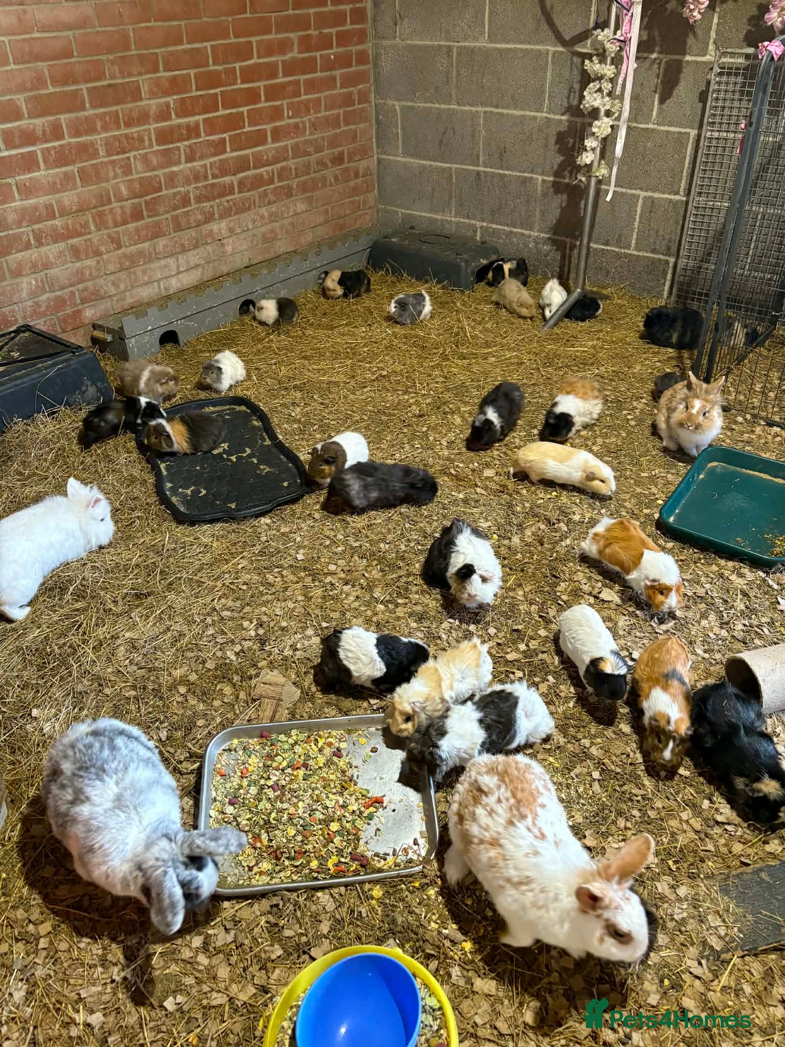 Mixed Breed rabbits RABBITS AND GUINEA PIGS various ages and sexes - Advert 1