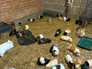 Mixed Breed rabbits RABBITS AND GUINEA PIGS various ages and sexes - Advert 1