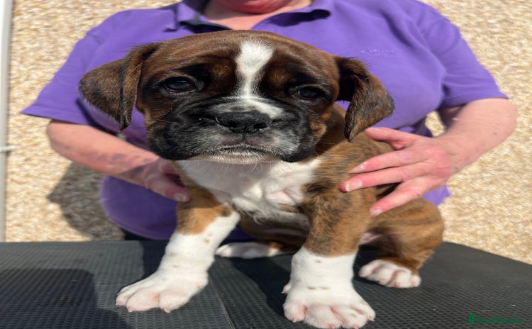 Boxer dogs - Advert 1