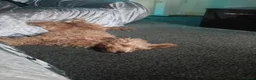 Cockapoo dogs for stud: Davey in Bradford - Advert 4