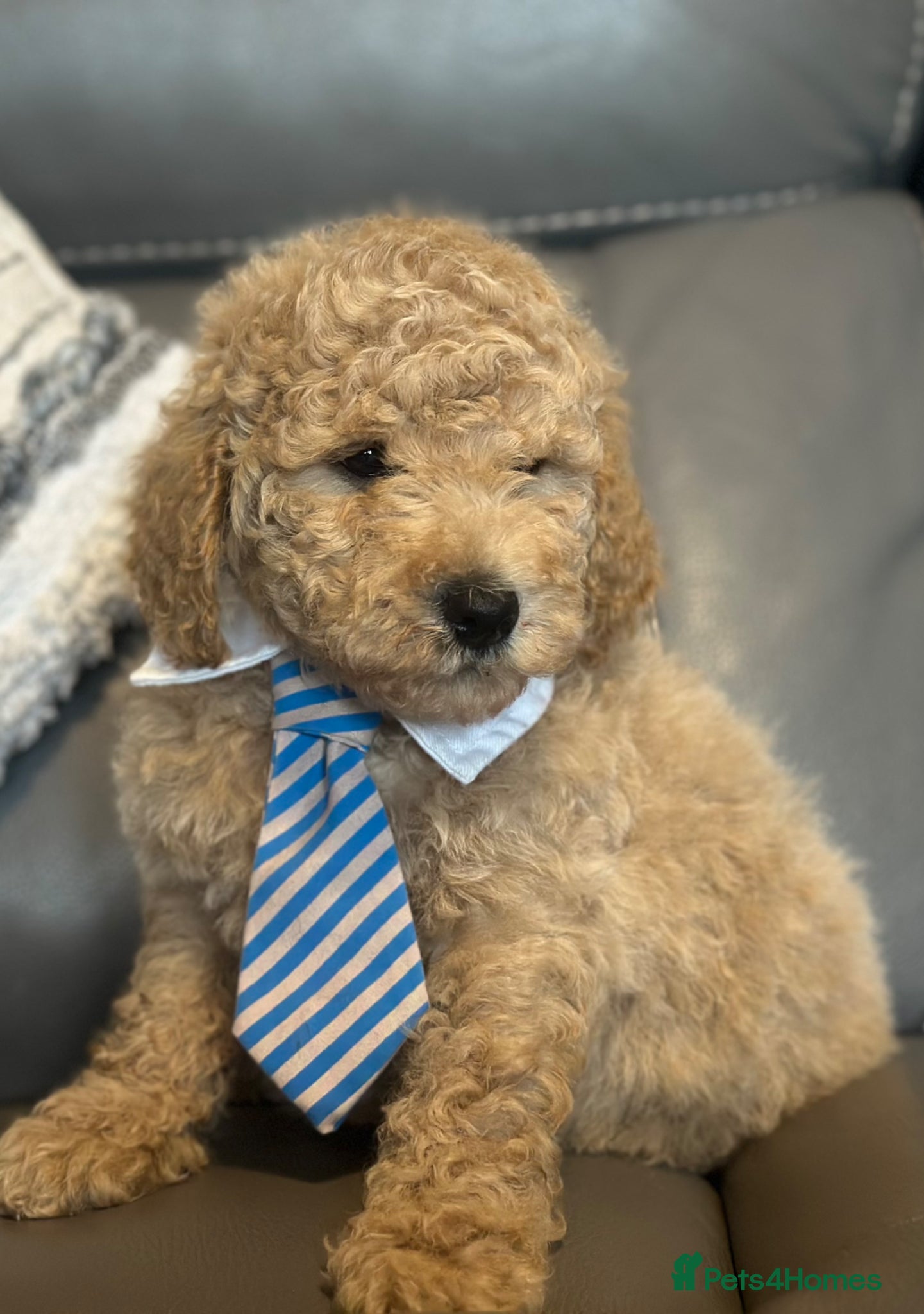 Goldendoodle dogs F1B MINI/MEDIUM GOLDENDOODLES FULL HEALTH CHECKED  - Advert 1