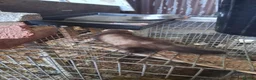 Ferret rodents for sale: Ferrets  - Advert 5