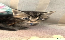 Mixed Breed cats for sale: Mixed Himalayan - Image 4