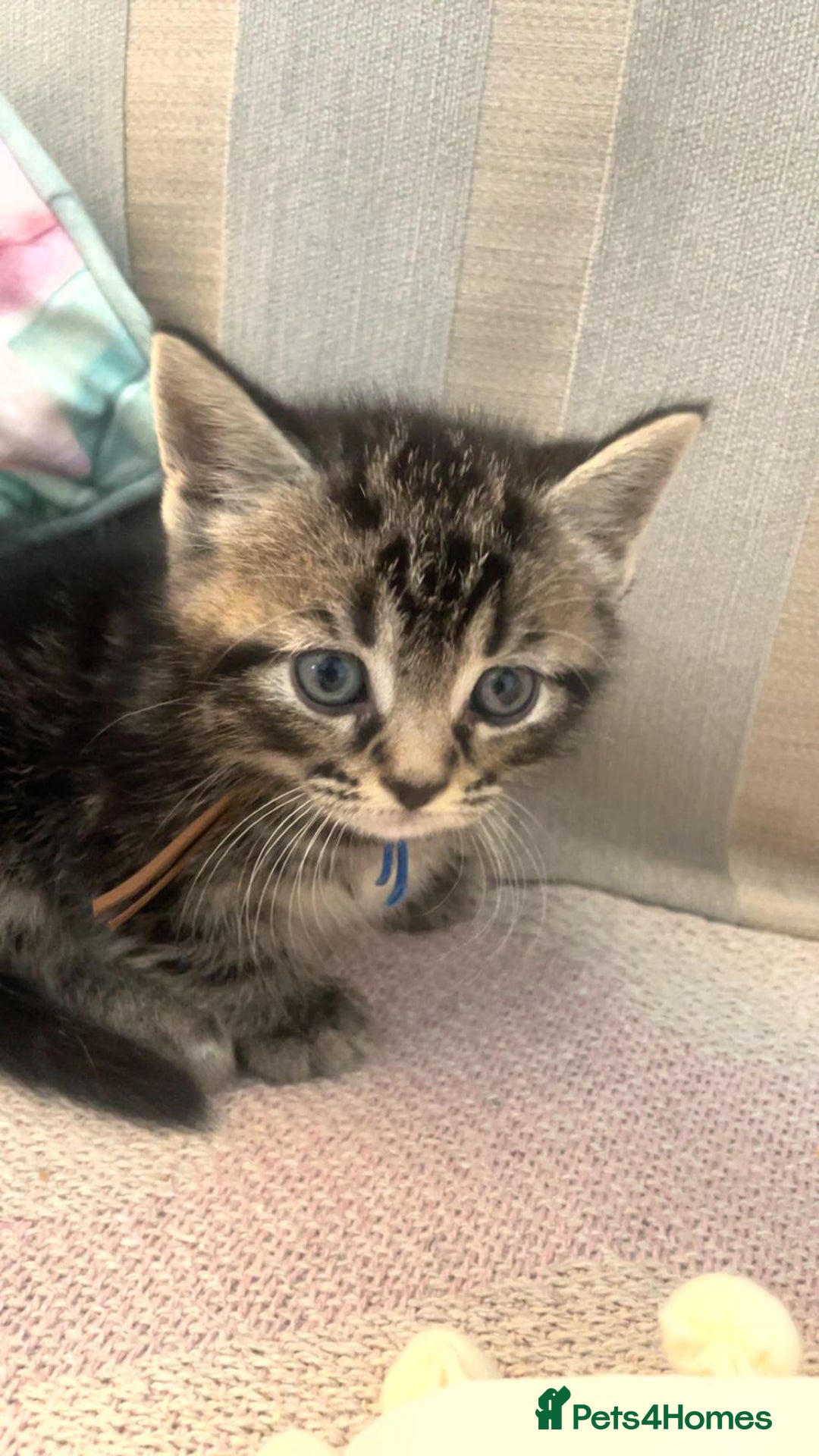 Mixed Breed cats for sale: Mixed Himalayan - Image 4