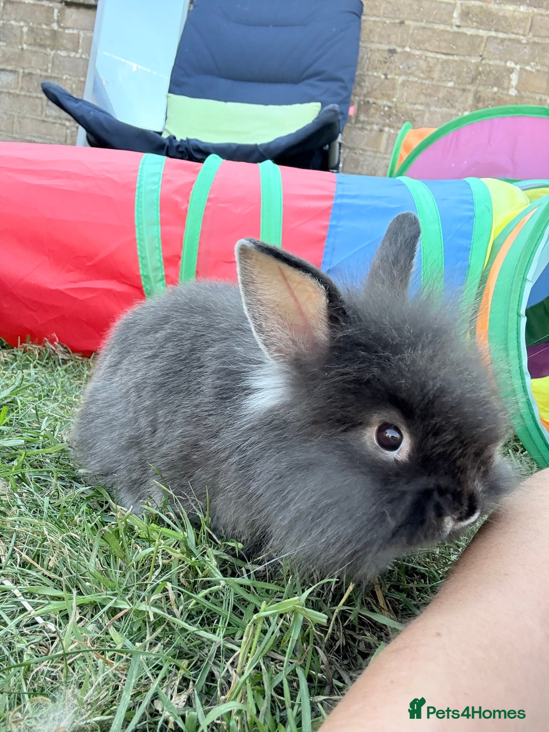 Lionhead rabbits for sale: Teddy Double & Single Lionhead Price starts at £35 - Image 27