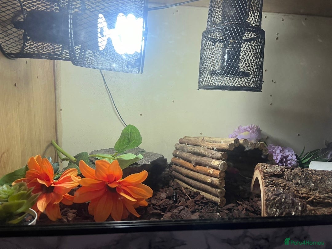 Python Snake reptiles for sale: Beautiful female ball python and set up  - Advert 5