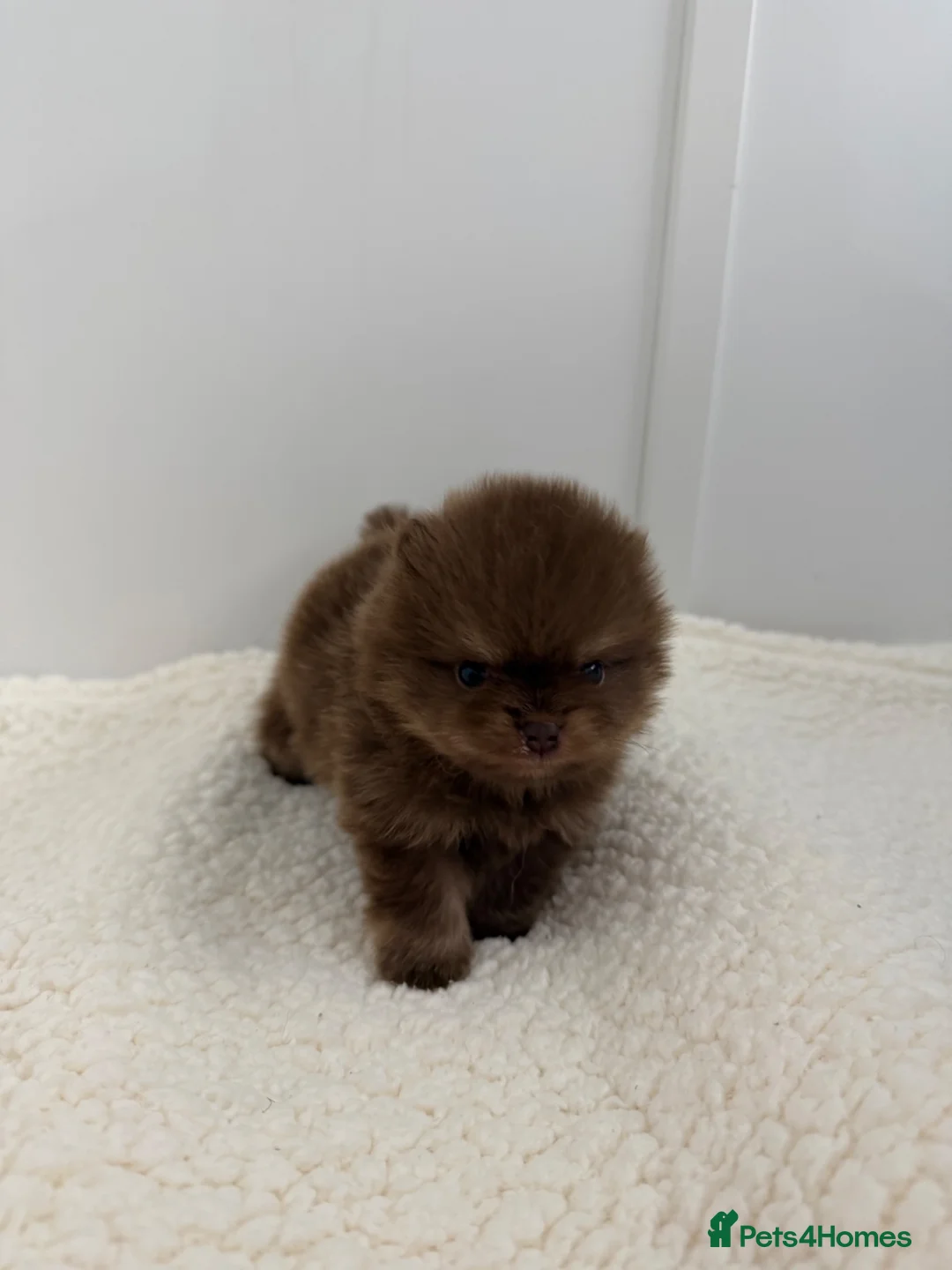 Pomeranian dogs for sale: Pomeranian puppies - Advert 2