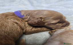 Cockapoo dogs for sale: 4 beautiful cockapoo puppies - Image 17