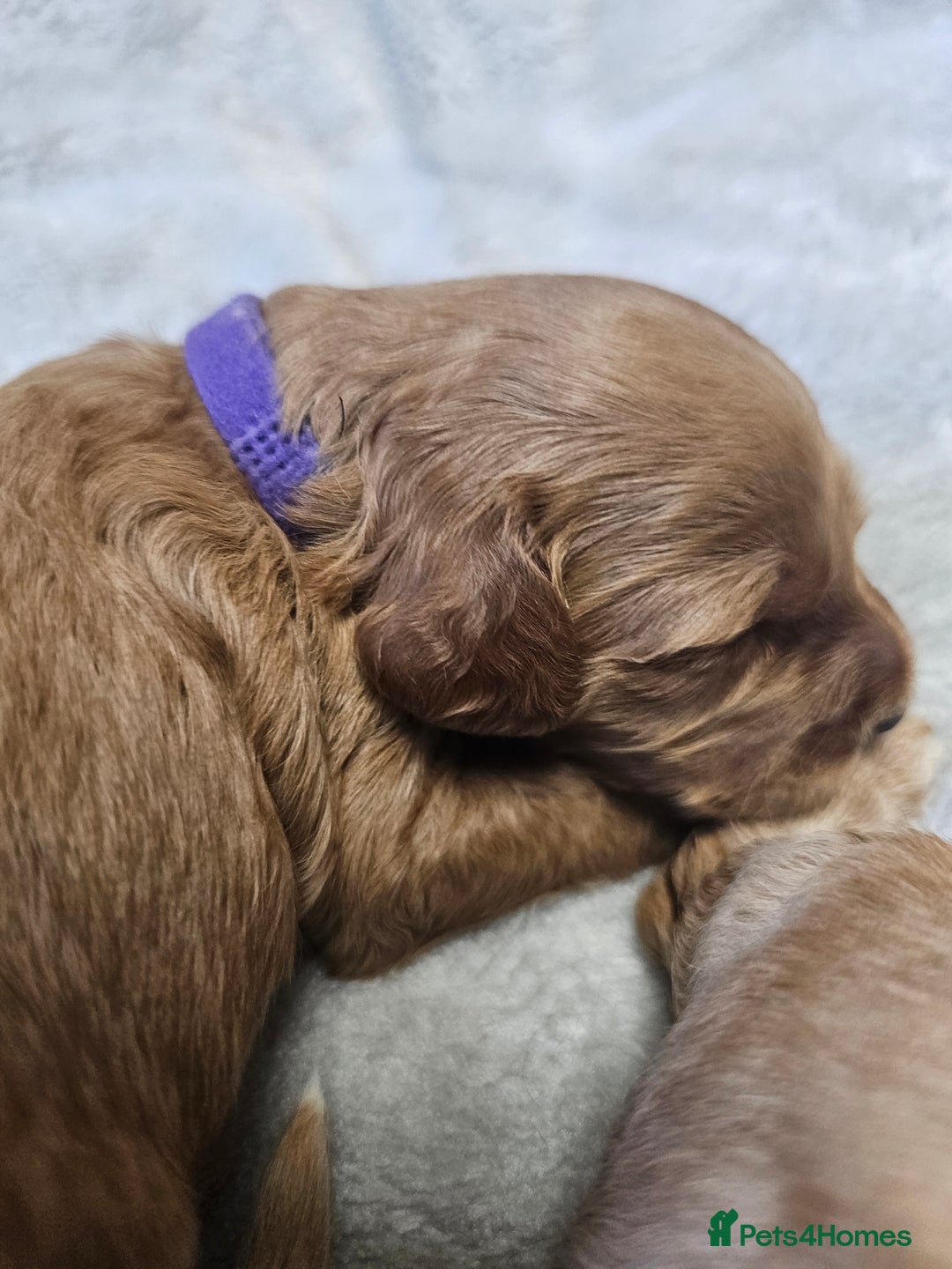Cockapoo dogs for sale: 4 beautiful cockapoo puppies - Image 17