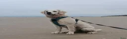 Golden Retriever dogs for sale: KC Reg Health Tested Golden Retriever Pups - Advert 15