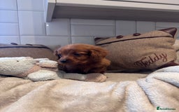 Cavapoo dogs for sale: STANLEY 🎀 - Image 8