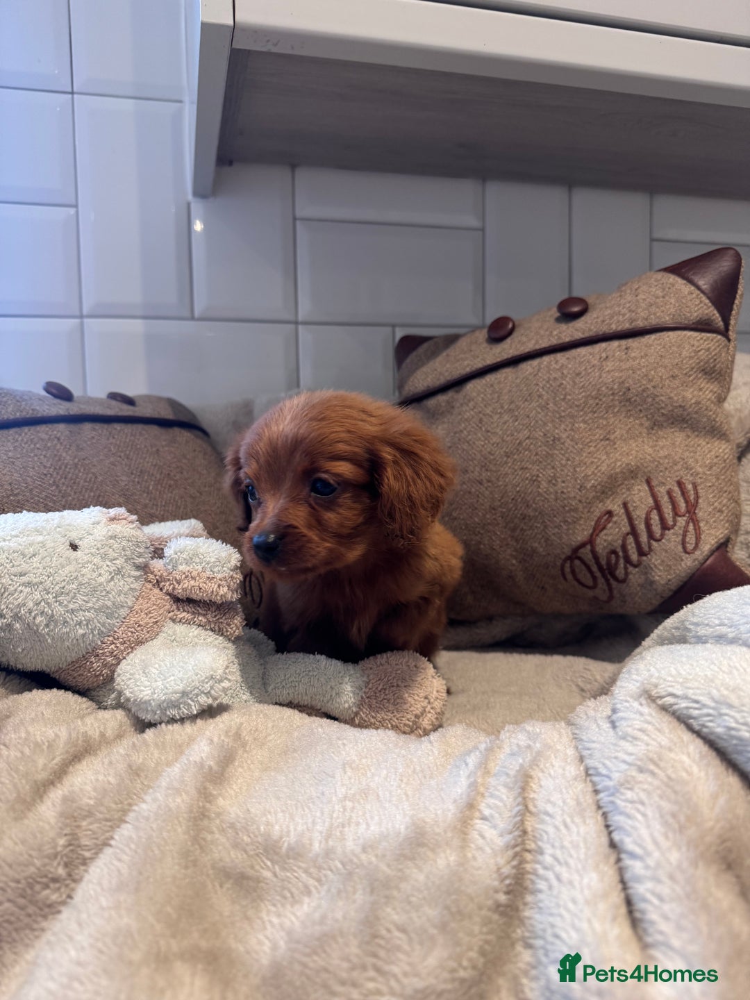 Cavapoo dogs for sale: STANLEY 🎀 - Image 8