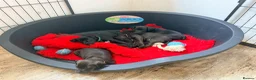 Patterdale Terrier dogs for sale: Patterdale puppies - Advert 3