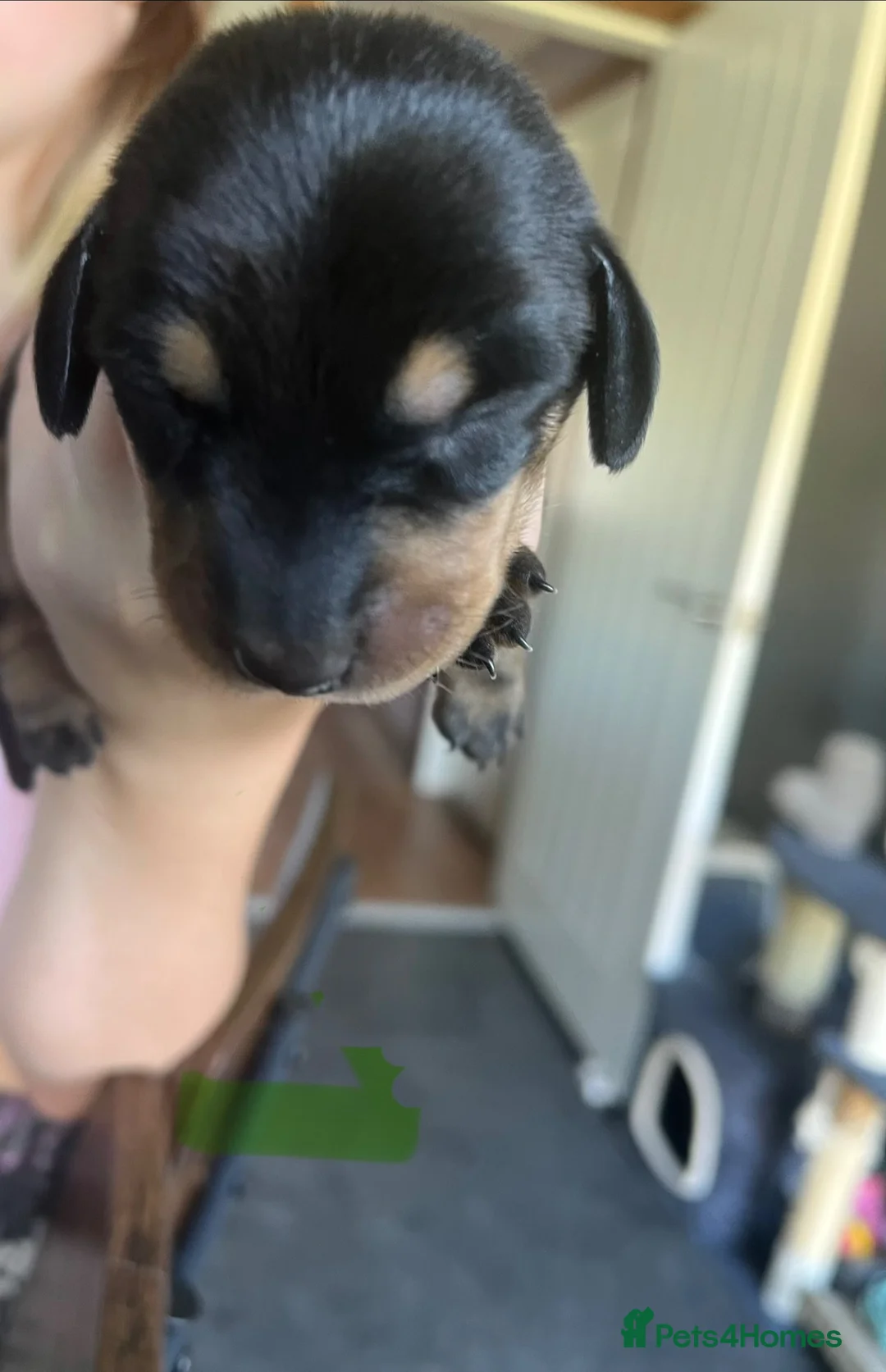 Dachshund dogs for sale: Dachshund Puppies  in Stoke-on-Trent - Advert 9