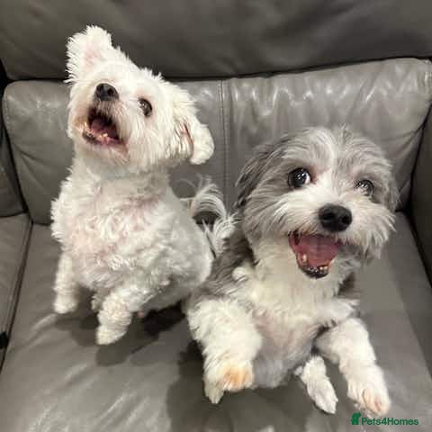 Maltipoo dogs Bilbo & Archie - Advert 17