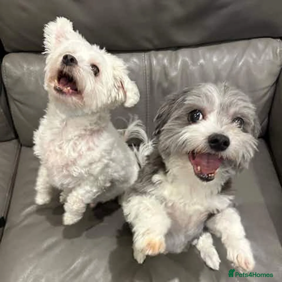 Maltipoo dogs for sale: Bilbo & Archie - Advert 1