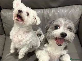 Maltipoo dogs Bilbo & Archie - Advert 17