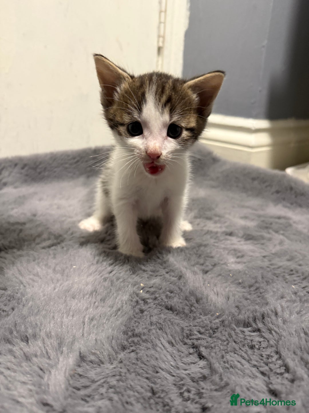 Mixed Breed cats for sale: Mixed kittens 4 males  - Image 5